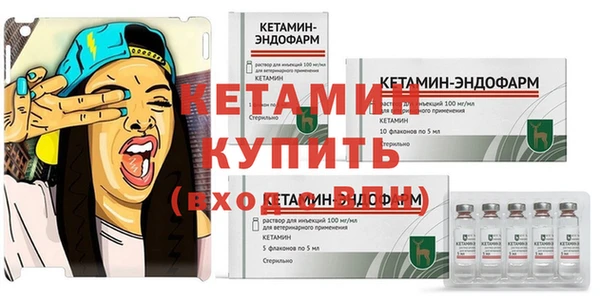 крисы Корсаков